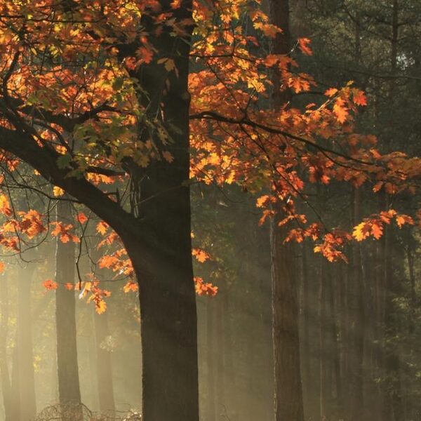 'Deze herfst is anders dan anders'