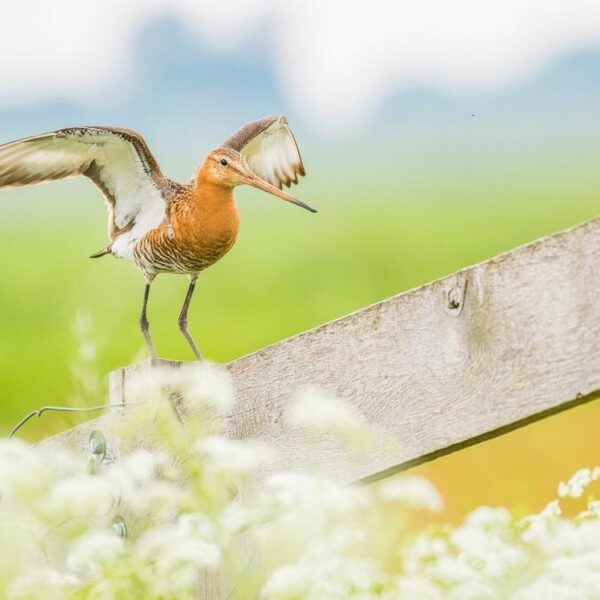 'Aanvalsplan Grutto' moet weidevogels redden van teloorgang