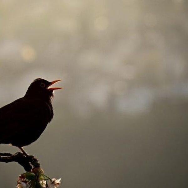 Vogels zingen steeds hoger door herrie in de stad NPO Radio 1 Vogels zingen steeds hoger door herrie in de stad NPO Radio 1