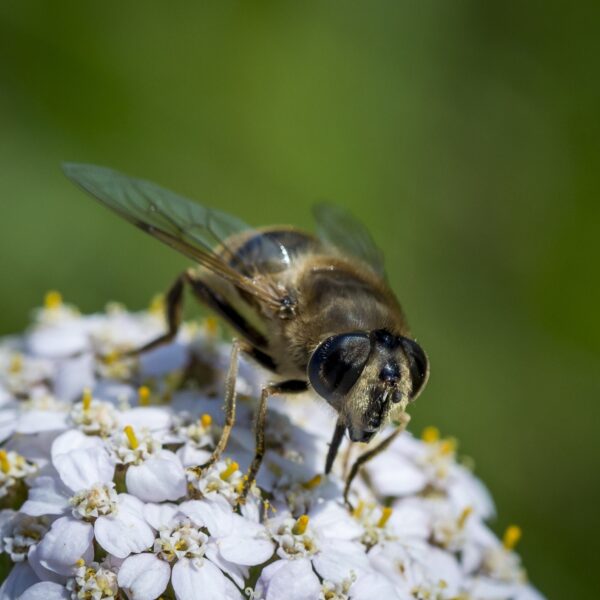Nederland verliest rap haar biodiversiteit: 'We moeten aan het werk'