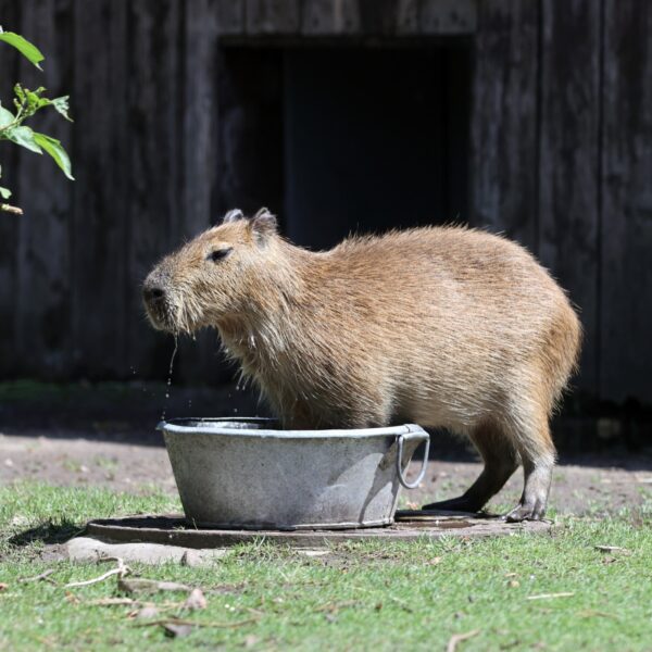Waar komt de hype rondom de capibara opeens vandaan? En wat zijn het voor beestjes?