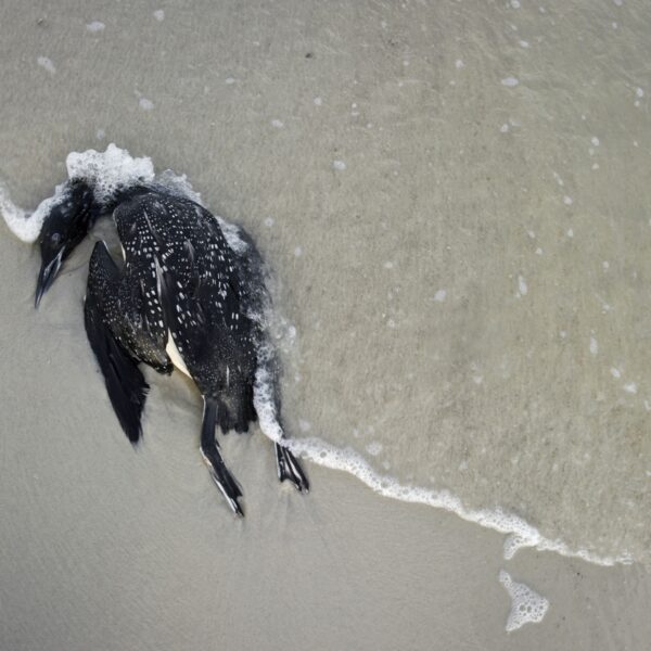 Wat gebeurt er met een vogel wanneer die een natuurlijke dood is gestorven?