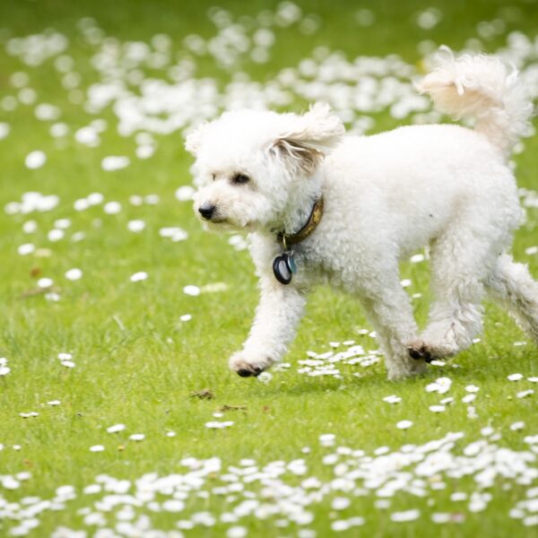 Hoe beperkend is het om hondenbezitter te zijn?