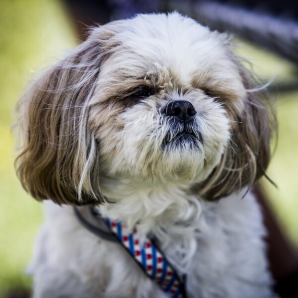 Missen honden hun baasjes nou echt als ze niet thuis zijn?