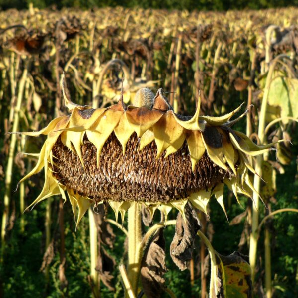 Wat wil jij weten over de gevolgen van aanhoudende droogte?
