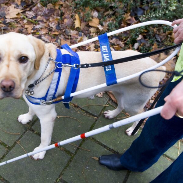 Kan iedere hond een hulphond worden?