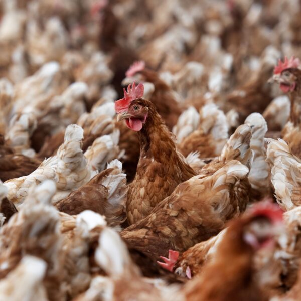 Pilot vogelgriepvaccinatie gestart bij kippen: 'Tot zover geen aanleiding dat vaccin in eetproducten komt'