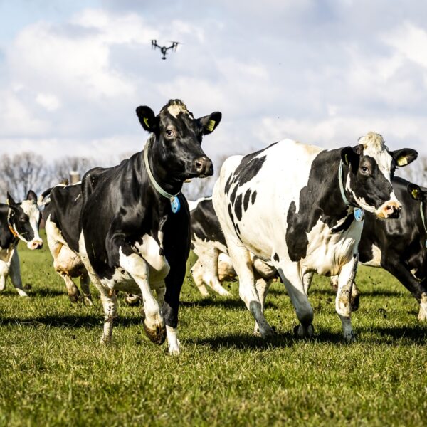 Wat zal nieuw 'startpakket' stikstofcrisis bewerkstelligen? 'Eerst natuur op orde, dan versoepelen'