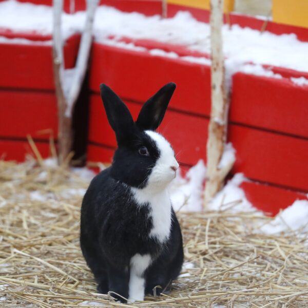 Hoe weet je of je konijn gelukkig is?