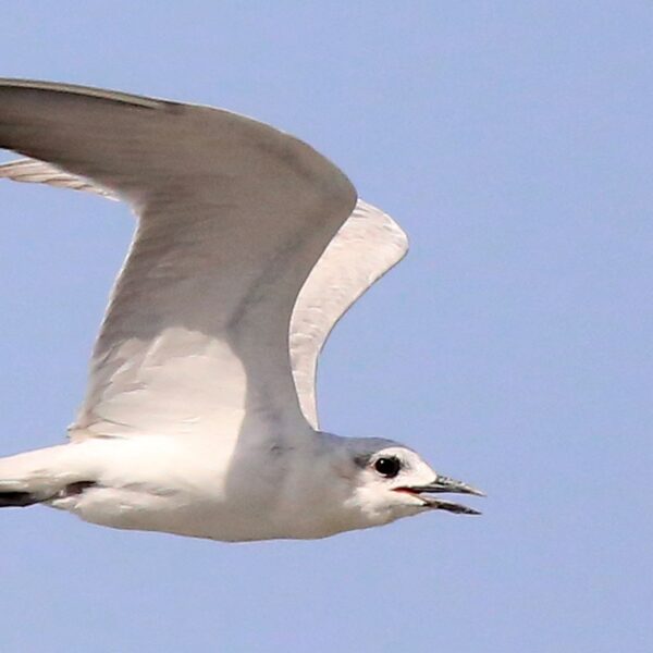 De meeuw dreigt te verdwijnen: hoe komt dat en is dat wel een probleem?