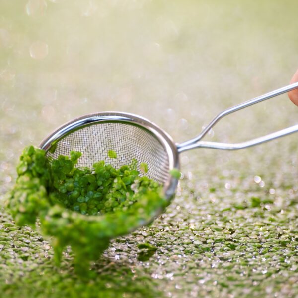 Plantaardige eiwitten kunnen helpen tegen klimaatverandering 'zonder dat consument het merkt'