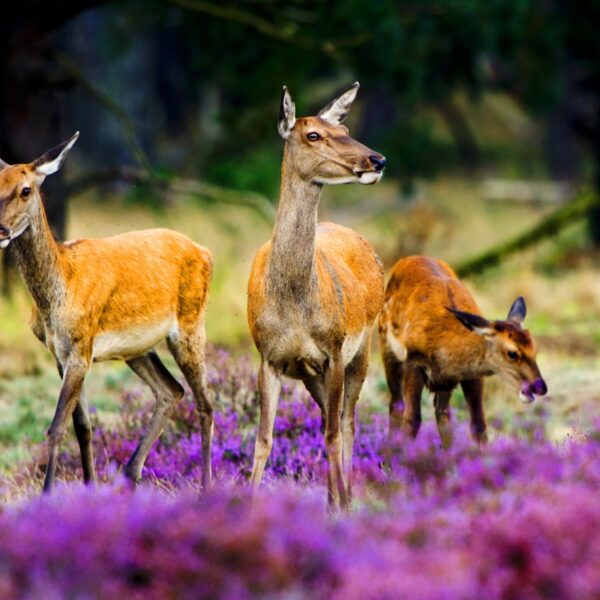 Waarom mag groot wild zich niet verspreiden door het land?