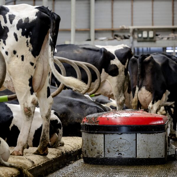 Stikstofbeleid moet zorgen voor 'beter verdienmodel' voor boeren: 'Niets doen kost meer'