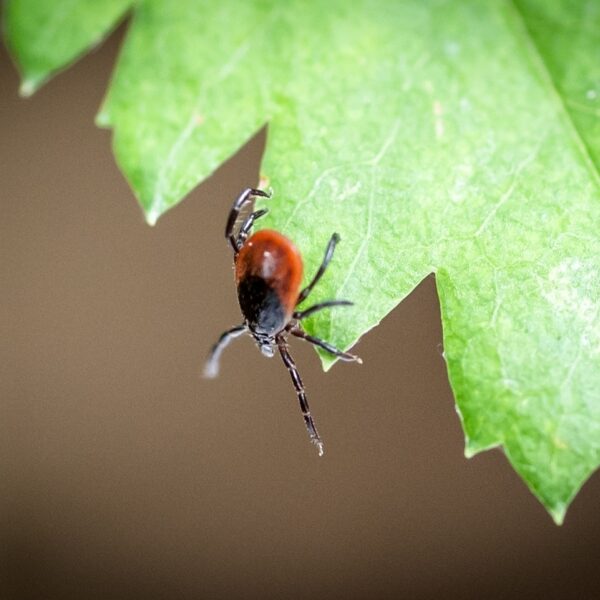 Hoe gevaarlijk is een tekenbeet nou echt?