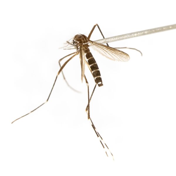 Is de tijgermug net zo dol op (bepaalde) mensen als de steekmug?