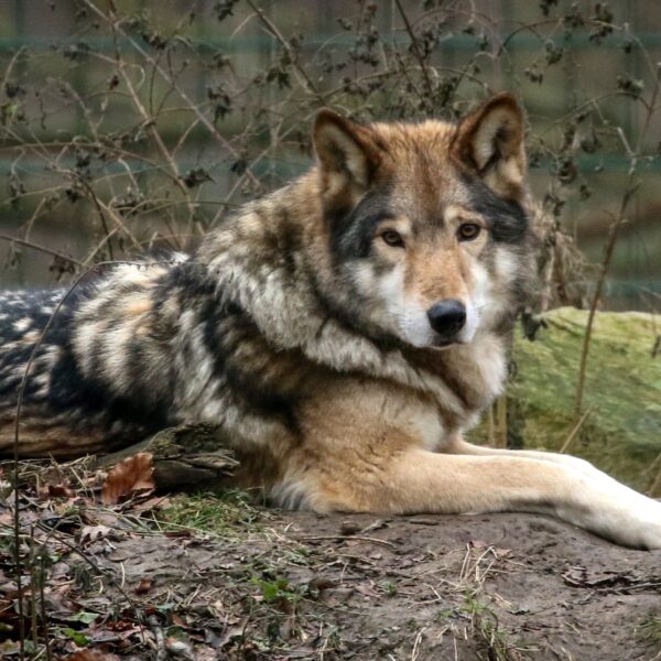 Hoe ver staat de hond daadwerkelijk af van de wolf?