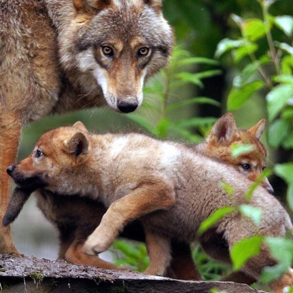 'Past de wolf in Nederland? Dat bepaalt de wolf zelf'