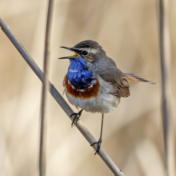 Passen zangvogels hun zang aan op waar ze zich op dat moment bevinden?