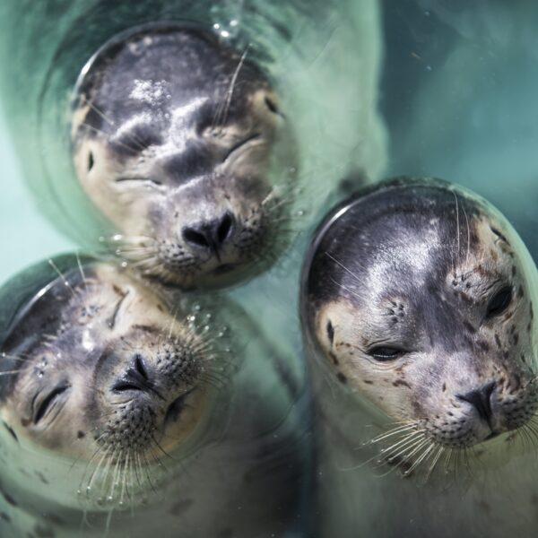 Wat heeft Pieterburen kunnen betekenen voor de zeehondenpopulatie?
