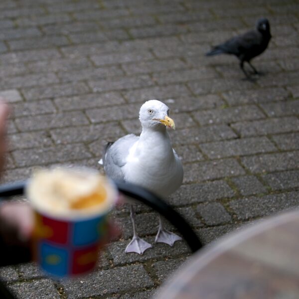 Waarom zijn er zoveel zeemeeuwen in de randstad?