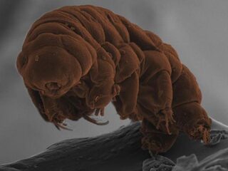 Dit schattige beestje overleeft bijna alles, en wel hierom