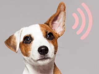Winnaars NTR Podcastprijs: oorsuizen en eenzame uitvaart