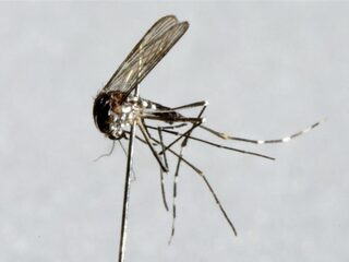 De grootste massamoordenaar ooit: de mug