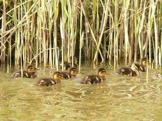 Waarom eendenkuikens tellen nuttig is