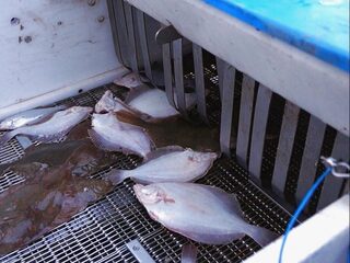 Vissersboot met verdovingsmachine laat vissen minder pijn lijden