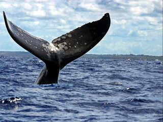 Waarom Japan weer op walvissen jaagt