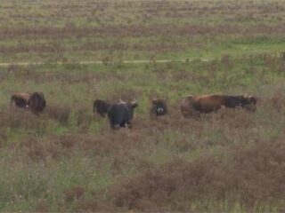Grote grazers Oostvaardersplassen tóch bijgevoerd vanwege onrust