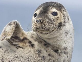 Nederlandse zeehond als model