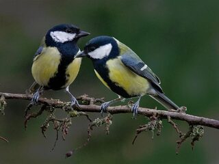 Tinder voor koolmezen