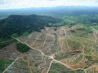 Palmolie-industrie wil met radarbeelden ontbossing tegengaan