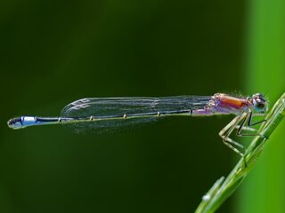 Libellenonderzoekers luiden de noodklok