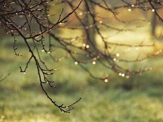 De warme bosgrond na een buitje: hoe heet die geur ook alweer?