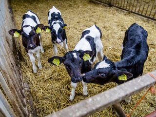 Boeren zijn te druk, en dat gaat ten koste van de kalfjes