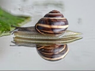 Plaagdieren in de tuin? Zo kom je ervan af!