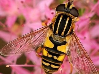 Herken de zweefvlieg in jouw tuin!