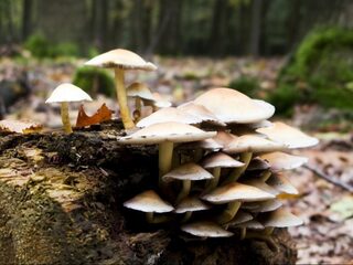 Ook paddenstoelen hebben last van stikstof
