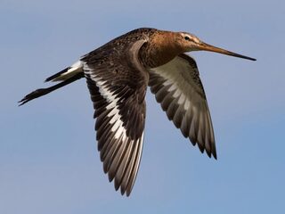 Er is nog hoop voor de weidevogels