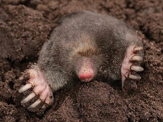 Mollentelling: tien dingen die je niet wist over de mol