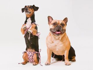 'Aan bikini voor honden ging slechts een half uurtje brainstormen vooraf'