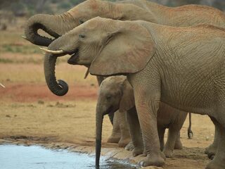 App moet wild in Kenia en Zimbabwe beschermen tegen stropers