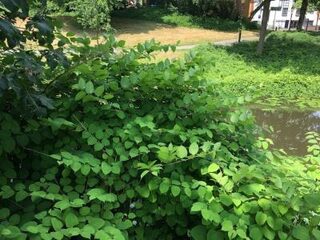 Woekerende duizendknoop: een oplossing zonder gif