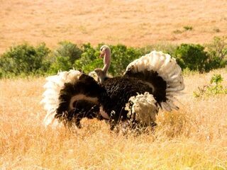 Waarom sommige vogels niet kunnen vliegen