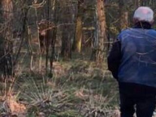 Waarom we zo begaan zijn met het lot van koe Hermien