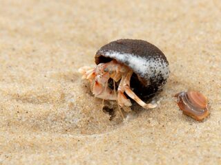 Zo maak je jouw strandwandeling nog leuker