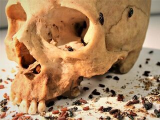 Met insecten moordzaken oplossen? Niet zo snel