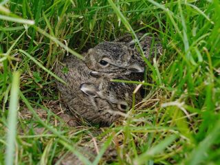 Jonge hazen? 'Blijf van ze af'